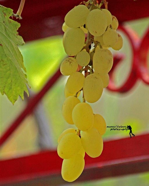  goodmorning  morningtime  grapes  summer nature fruit ...