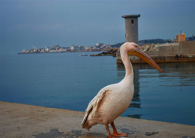  goodmorning  myfriends  from  batroun  whatsuplebanon  ig_lebanon ... (Batroûn)