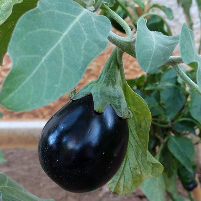  goodmorning   mygarden   garden  eggplants  plantbased   nature ...