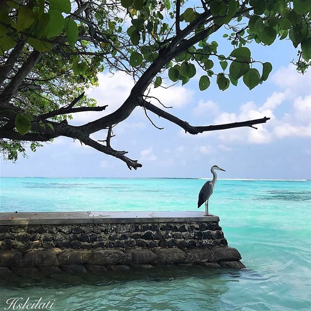 Goooood morning😊 insta_lebanon whatsuplebanon lebanonspotlights... (Kani Island)