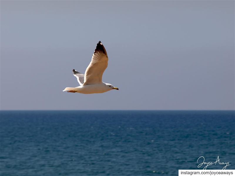 "Grace is what picks me up and lifts my  wings high above and I  fly! ... (Beirut, Lebanon)