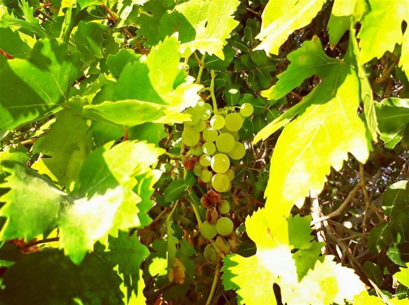  grape  rasnhash  batroun  lebanon  kalawounphoto  mycountrylebanon ... (Lebanon)