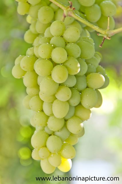 Grapes!!