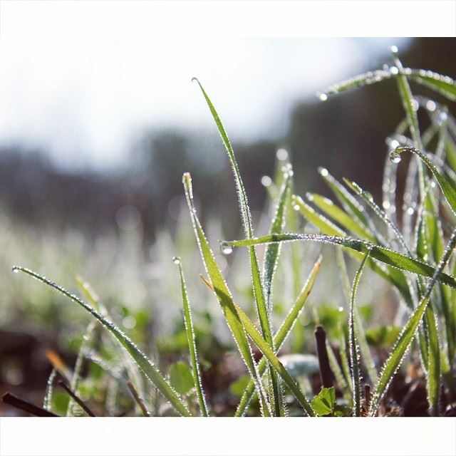  grass  green  water  drops  closeup  macro  southlebanon  lebanon ...