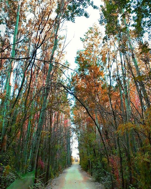 Grateful, I'm so grateful. Autumn 🍁🍂... (Deïr Taanâyel, Béqaa, Lebanon)
