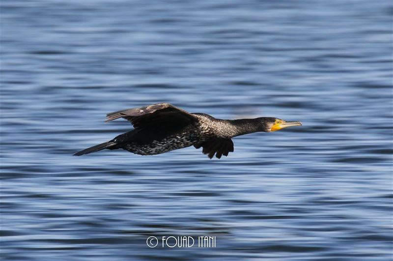 Great cormorant  angrybirds  birdsofinstagram  creation  livelovelebanon❤ ...