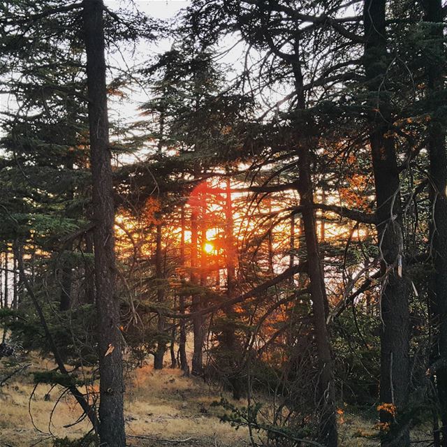  great  day  cedars  forest  niha  batroun  lebanon   sunset  amazing ...