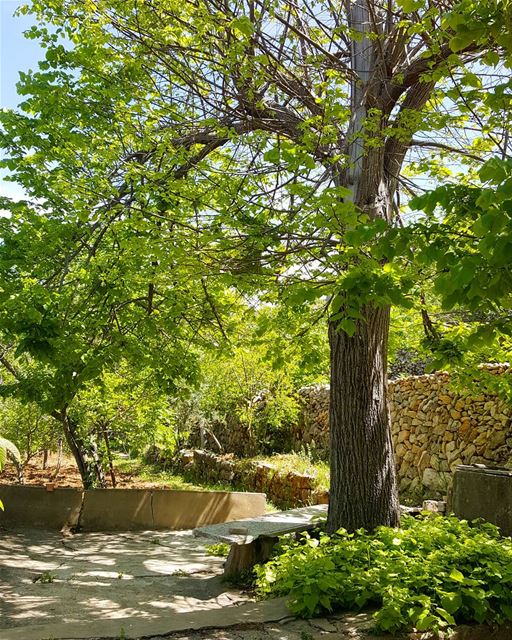 Great picnic spot, under a tree 🌳 ......... Lebanon  chouf ... (Beit Ed Din, Mont-Liban, Lebanon)