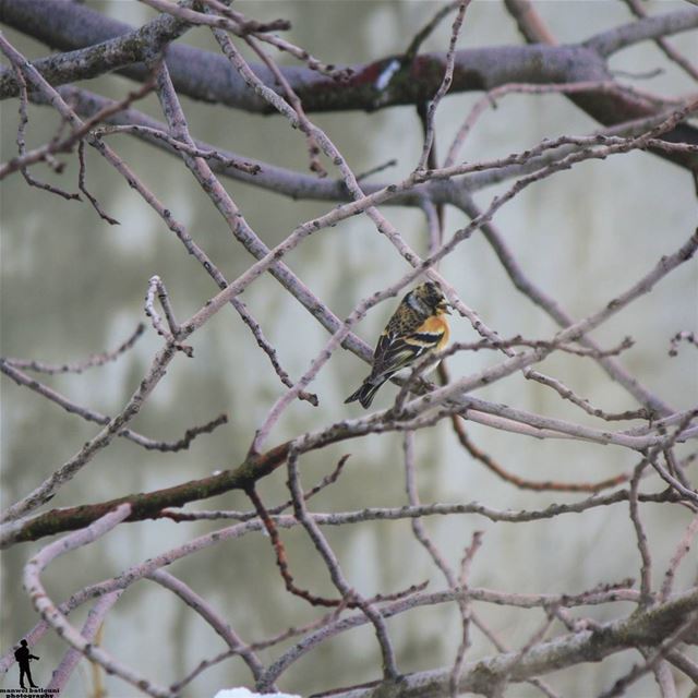 Great things take time don't give up..  bird  winterbird  jbaa  chouf ...