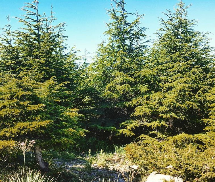 Great things take time to grow🌲 hikingtrail hikingadventure... (Falougha, Mont-Liban, Lebanon)
