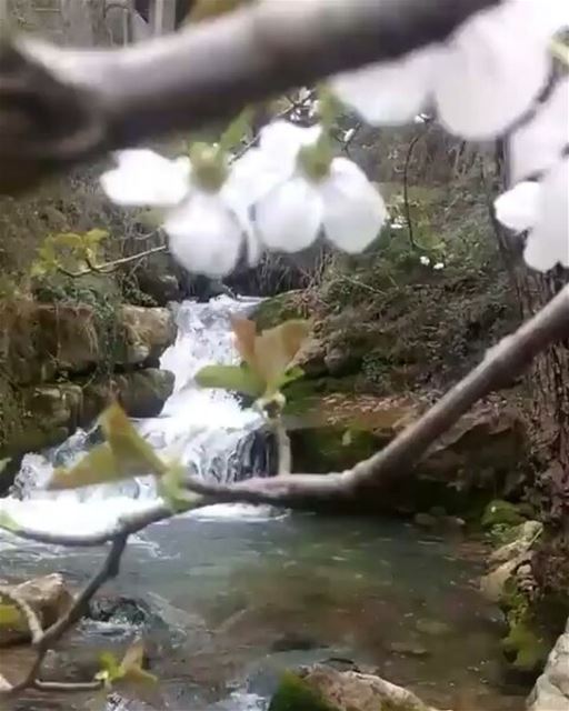 Great time for outdoors spring  blossom  stream  River  waterfall  flower...