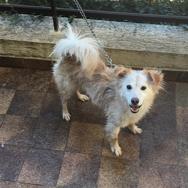 Great weather for a shower 🚿 outside ☀️🌡💦💦-- puppyeyes dog puppies... (Beirut, Lebanon)