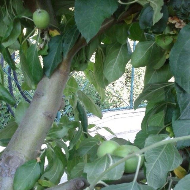  green  apple  tree  bzebdine  home  food  mountain  lebanon ...
