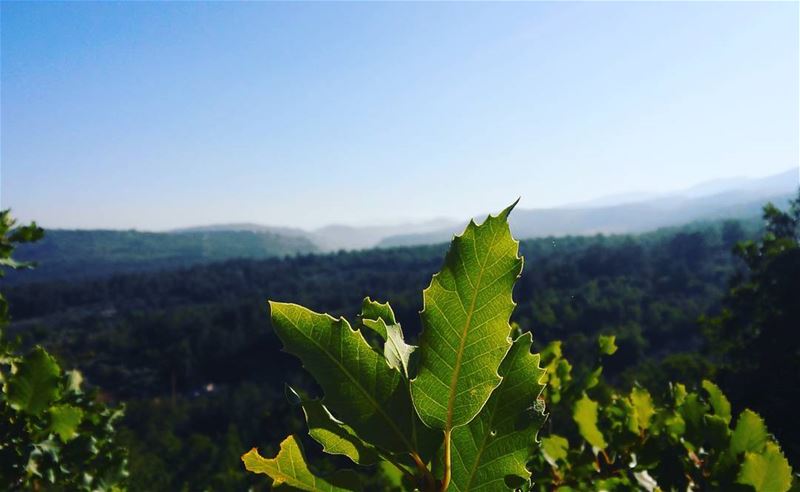 🌿  green  blue  nature  naturephotography  focus  environment  life ...