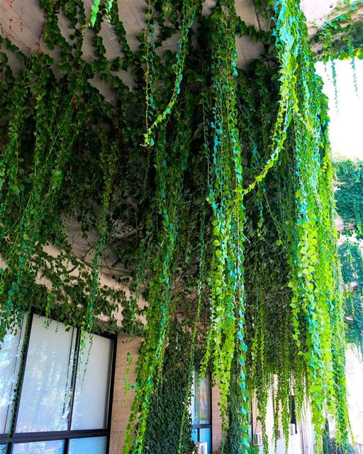 //Green cascades// green nature lebanon livelovelebanon harissa beauty... (Harîssa, Mont-Liban, Lebanon)