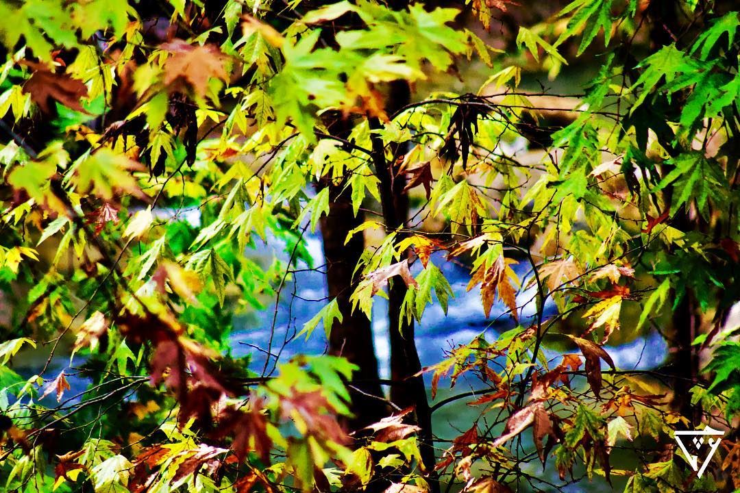 green curtain. wildlifephotography  wildlifephotography  birdphotography ...