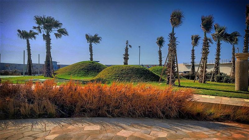 Green Dunes...__________________________ dunes  grass  green  palmtrees...