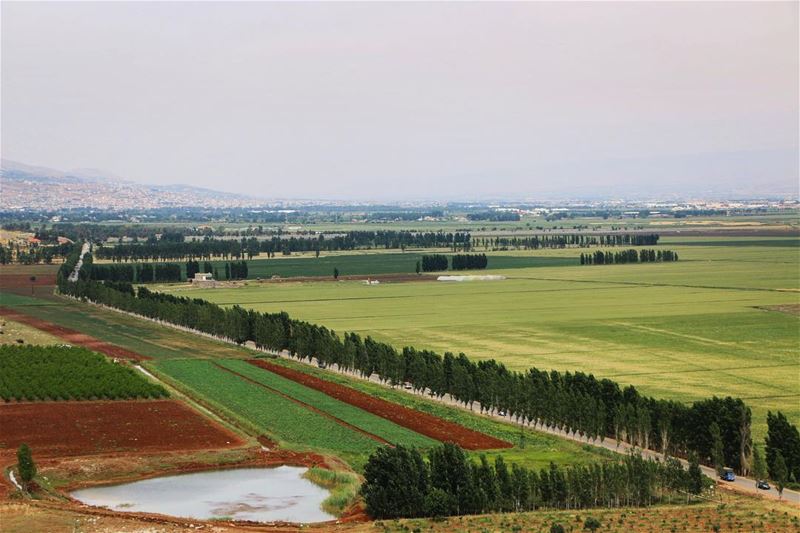 Green field..... greenfields nature naturelovers naturephotography... (West Bekaa)