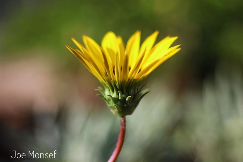  green  flower  flowerstagram  flowerlebanon  lebanon  flowers  nature ...