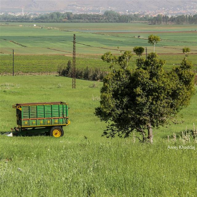 Green morning.. ⛮ (`Ammiq, Béqaa, Lebanon)