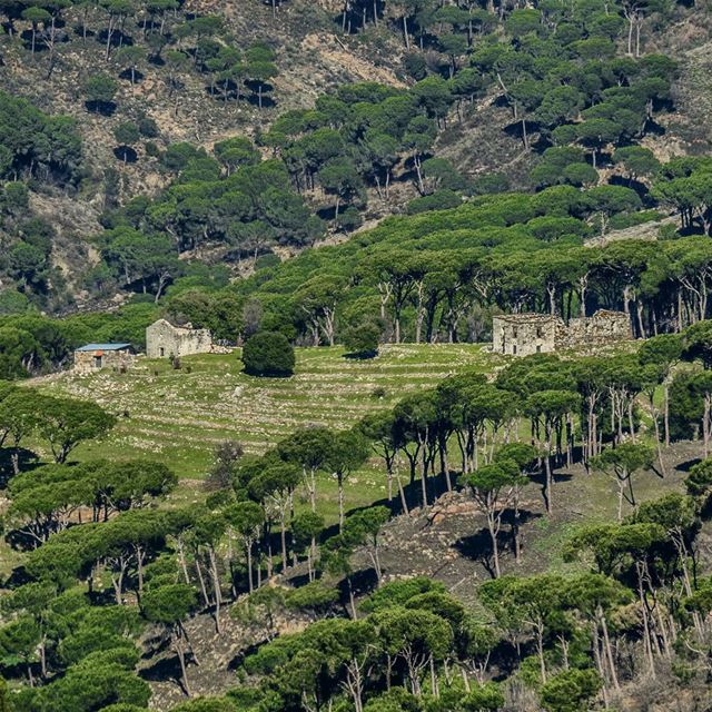 Green Peace 💚🌳. green  Pine  valley  forest  trees  grass  houses ...