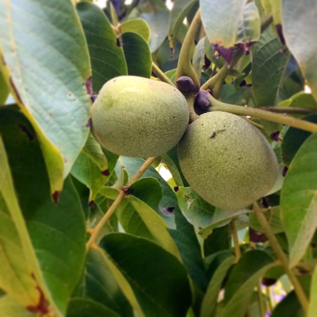Green walnuts tree.  livelovelebanon  lebanese  summertime  livelovejnoub... (Tyre District)