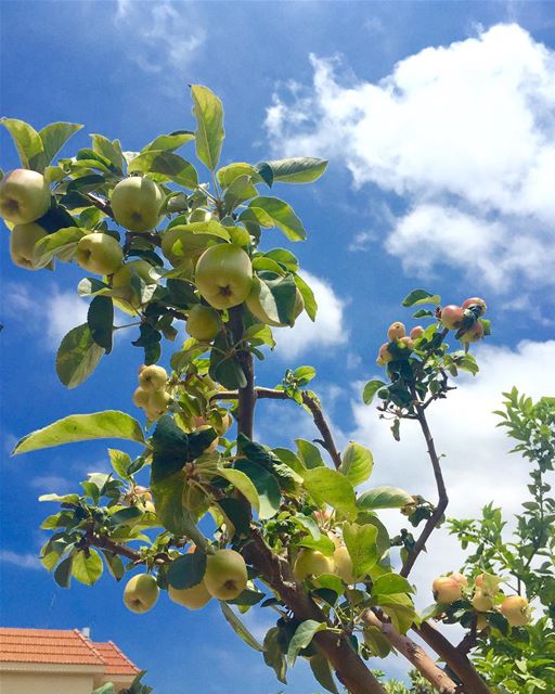  greenapples  bluesky  home mygarden  mytree lovenature  lebanon jnoub... (Ghaziyé, Al Janub, Lebanon)