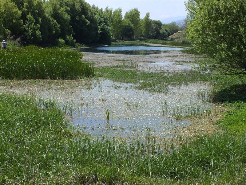  greenculture  hiking  ammiq  bekaa  horses  sunlight  nature  freshnature... (Ammiq - Bekka)