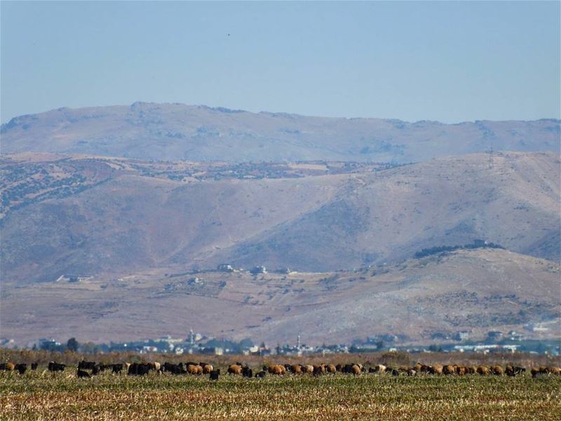  greenculture  hiking  ammiq  bekaa  sunlight  nature  freshnature ... (Ammiq - Bekka)