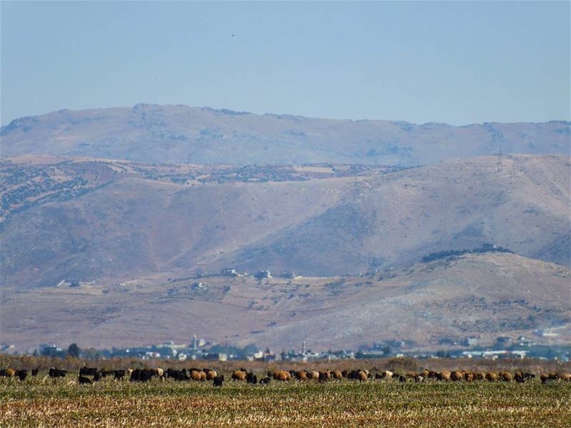  greenculture  hiking  ammiq  bekaa  sunlight  nature  freshnature ... (Ammiq - Bekka)