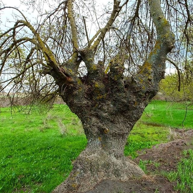  greenculture  hiking  ammiq  flowers  bekaa  westbekaa  bekaavaley ...