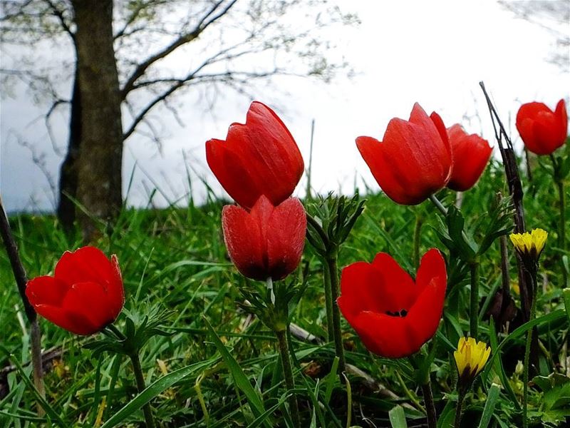  greenculture  hiking  ammiq  flowers  bekaa  westbekaa  lebanonshots ...