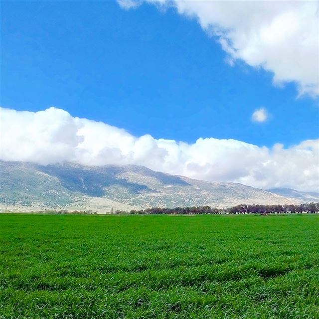  greenculture  hiking  ammiq  flowers  bekaa  westbekaa  lebanonshots ...