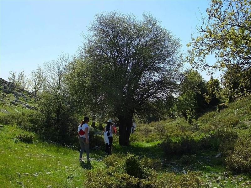  greenculture  hiking  jaj  jbeil  byblos  northlebanon   amazinglebanon ... (Jaj-Jbeil)