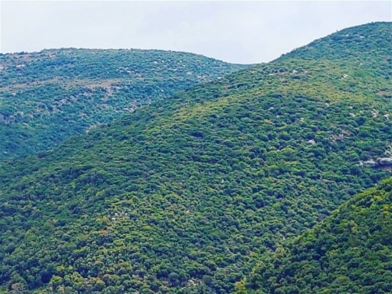  greenlebanon  greenmountains  keepgreenmountain  keeplebanongreen ... (Batroûn)