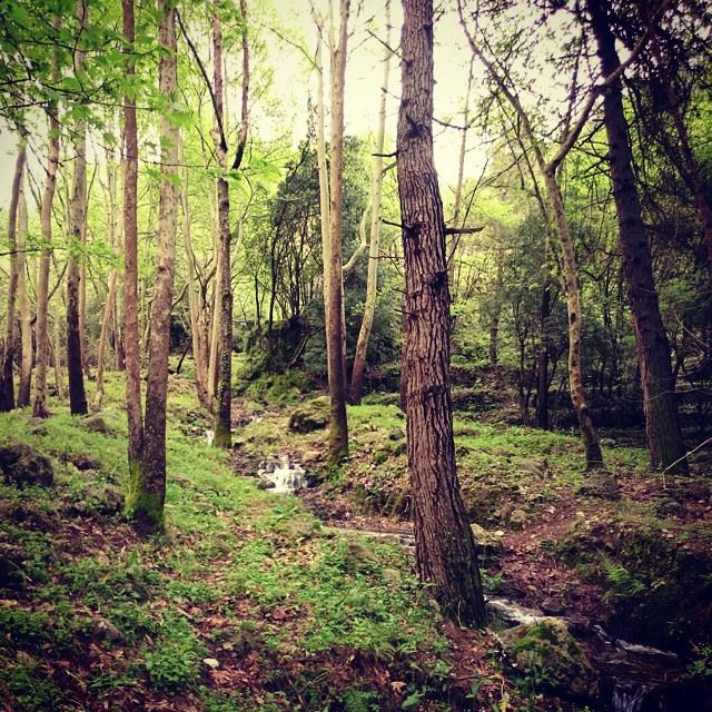  greenlove  nature  lebanon  rainyday ...