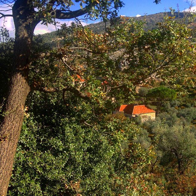 greennature verdures beautifulvillage oldlebanonhouses redbrick pinetrees (Hardîne, Liban-Nord, Lebanon)