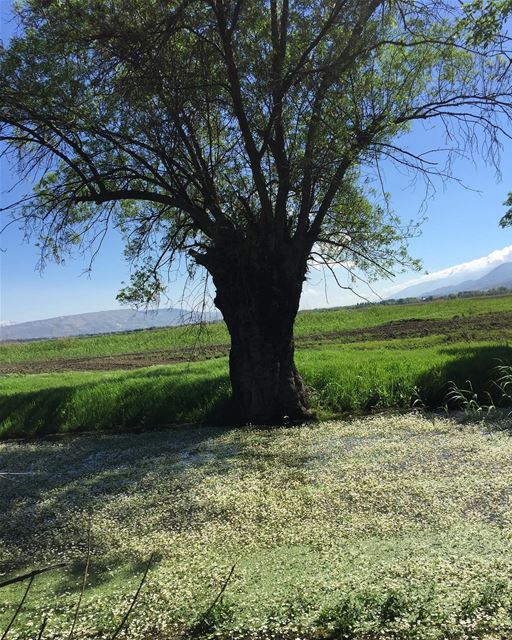  greenzone  redwoodtree  ammiqreserve  bekaa  heavenonearth ... (`Ammiq, Béqaa, Lebanon)