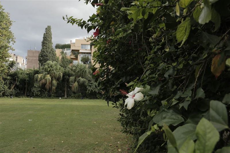 Greeting the city with elegance from the  sursockpalace . .. flowers ... (Sursock Palace The Gardens)