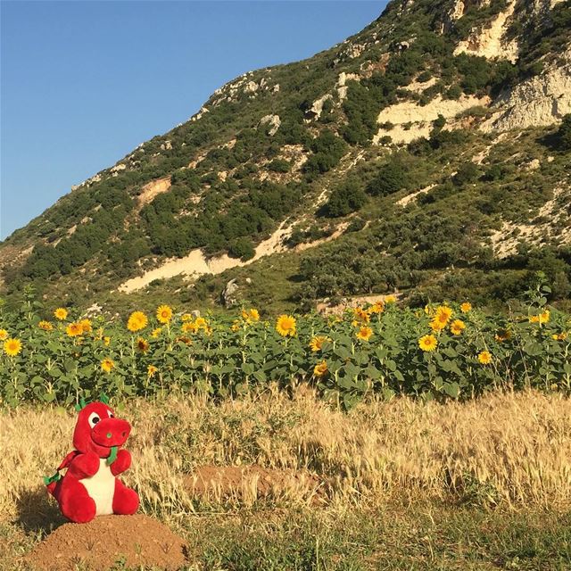 Griff has found a nice field of sunflowers! sunflowers  sunflowerfield ... (Batroun District)