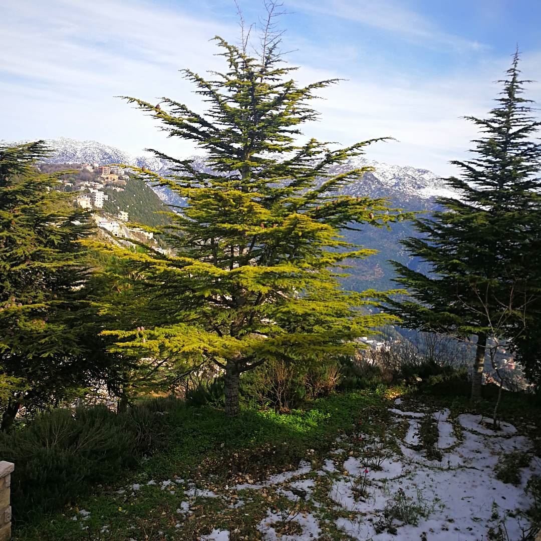 Grow Like a Cedar in Lebanon 🇱🇧  ig_worldclub  ig_mood   ig_lebanon ... (Annaya)