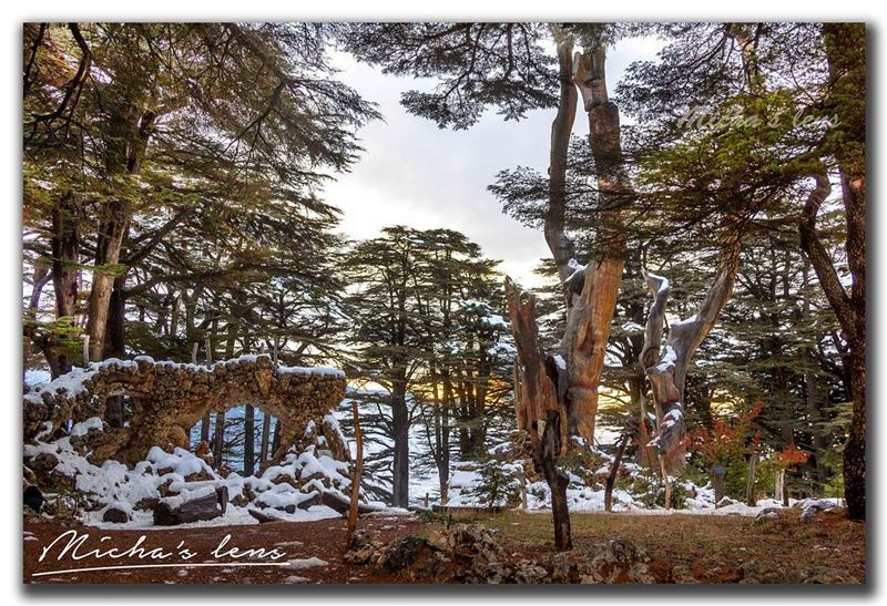 grow like a cedar in Lebanon...These noble trees grow among the snow. ...