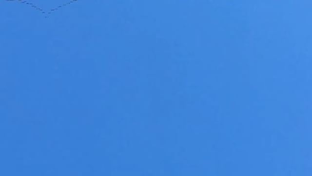 Grus grus birds (Common crane) flying above  JabalMoussa.... (Jabal Moussa)