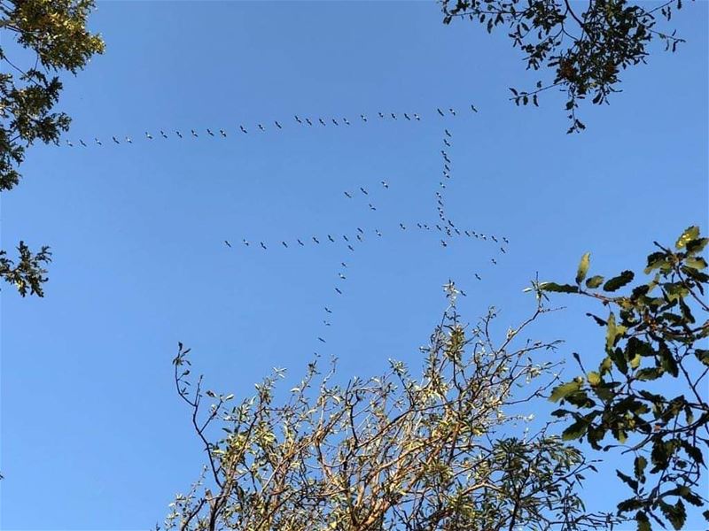 Grus Grus Flying peacefully above  JabalMoussa Mountain. NoHunting... (Jabal Moussa Biosphere Reserve)