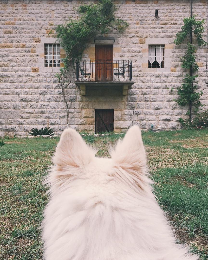 Guardian of the house- lebanon  aramoun  keserwan  old  house  dog ... (Aramoun, Mont-Liban, Lebanon)