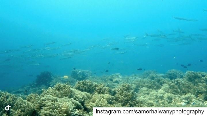 Guardian of the Reef....spending time filming these  whitetipreefshark in ...