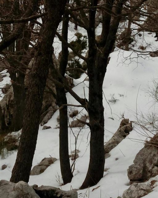 Guess the animal hiding on this tree ;)? 🐿 JabalMoussa  whatsuplebanon ... (Jabal Moussa)