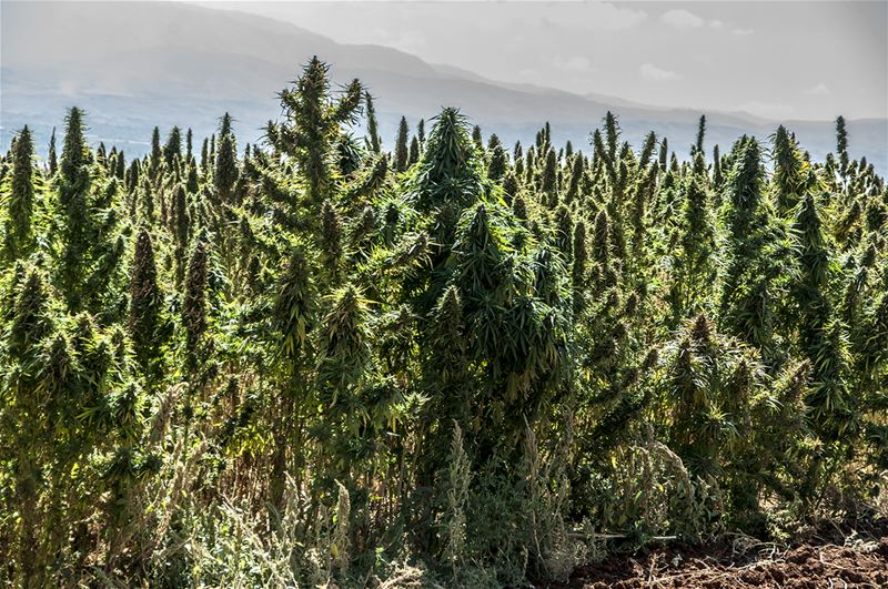 Hachichi Plantation Lebanon