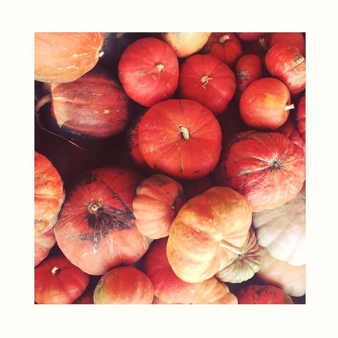 •Hall🎃Ween• halloween  season  pumpkin  nature  outdoor  colorful  color... (`Ana, Béqaa, Lebanon)
