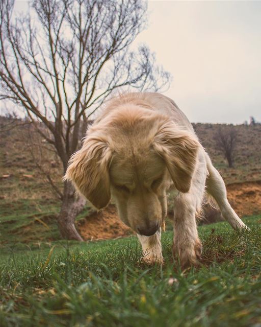 'handle every situation like a dog... if u cant dig it; just pee on it and... (El Laklouk, Mont-Liban, Lebanon)